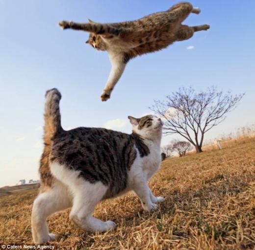 20130611 닌자고양이, 비행고양이.jpg 나비처럼 날아서…‘닌자 고양이’ 사진 화제